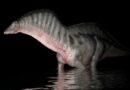 Видео: Мокеле-мбембе — последний динозавр, который может быть жив