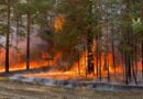 Диверсанты, чиновники или изменение климата — кто виноват, что российские леса снова горят?