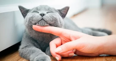 Ученые выяснили, как выглядит кошачья улыбка. Она совсем не похожа на человеческую