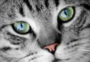 «Тайный» язык кошек