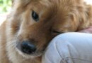 Биолог Фомина: как научить собаку понимать речь хозяина